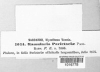 Ramularia parietariae image
